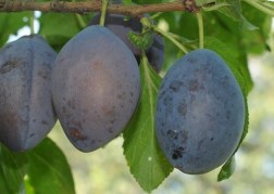 Prunus domestica Bluefre / Bluefre szilva